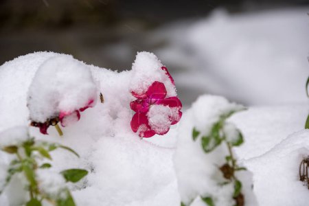 Photo for Geranium snow covered background view - Royalty Free Image