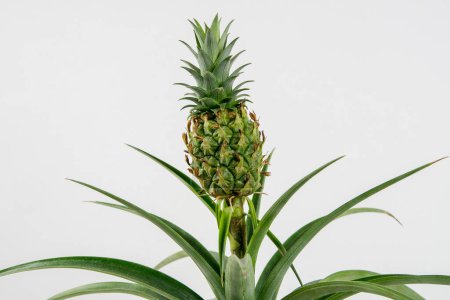 Téléchargez les photos : Plante ornementale d'ananas gros plan - en image libre de droit