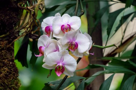 Photo for Orchid flowers bloom. fresh floral petals - Royalty Free Image