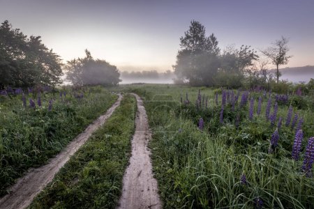 Téléchargez les photos : Twilight on a field covered with flowering lupines and path in summer morning with fog - en image libre de droit
