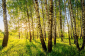 "Birch forest on a summer sunny evening." Poster #618040256