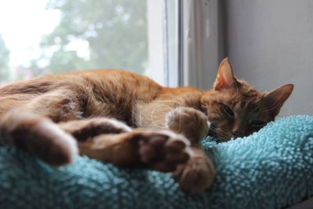 Téléchargez les photos : Mon chat refroidit sur le rebord de la fenêtre au soleil et prend des photos - en image libre de droit