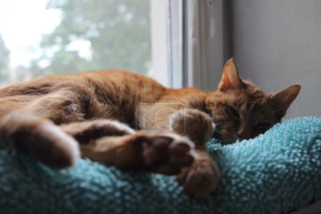 Téléchargez les photos : My cat chills on the windowsill in the sun and takes pictures - en image libre de droit
