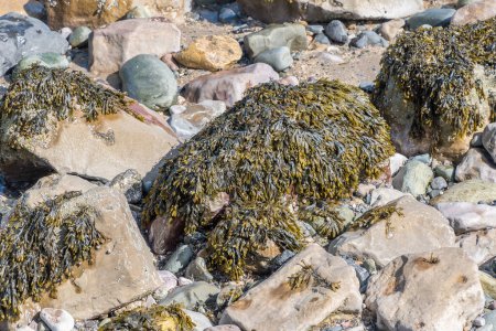 Foto de Algas en las rocas en la costa del mar - Imagen libre de derechos