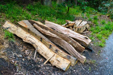 Téléchargez les photos : Vieux troncs fendus dans la forêt - en image libre de droit