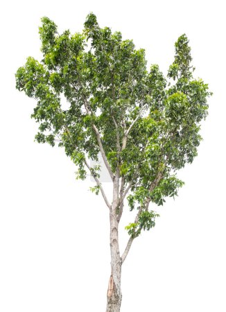 Téléchargez les photos : Magnifique arbre vert sur fond blanc - en image libre de droit