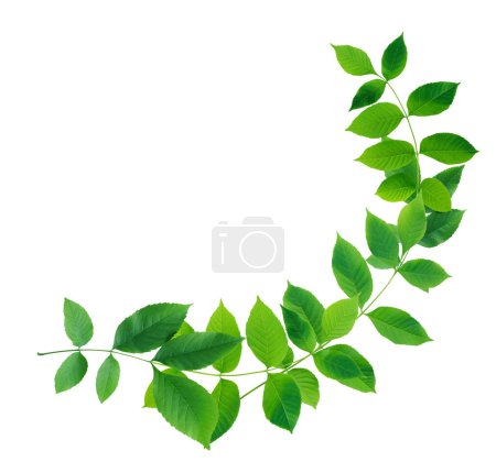 Photo for Green Leaves Border isolated on white background - Royalty Free Image