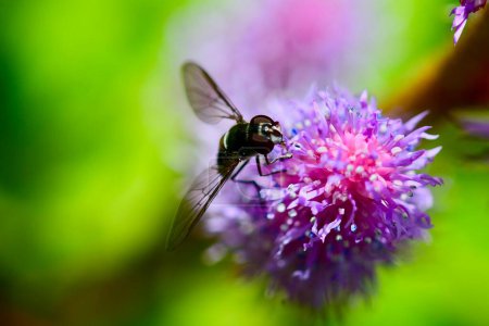 Foto de Macro de una mosca voladora. Las moscas zancudas, también llamadas moscas de las flores o moscas sirope, forman la familia de los insectos Syrphidae.. - Imagen libre de derechos