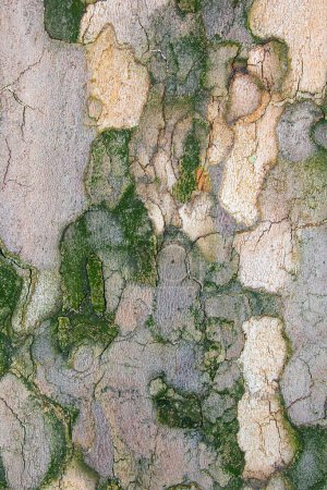 Foto de Corteza de textura de árbol - Imagen libre de derechos