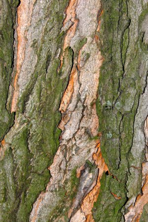 Téléchargez les photos : Écorce de texture d'arbre - en image libre de droit