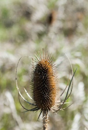 Photo for Single dry teasel seed pod - Royalty Free Image