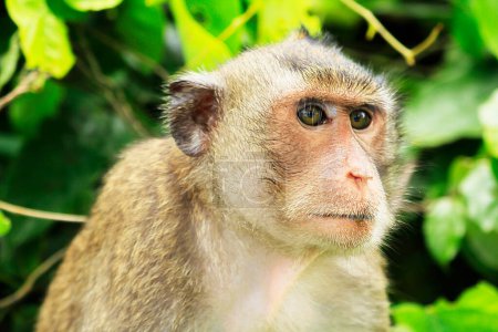 Photo for Close up portrait of a macaque - Royalty Free Image