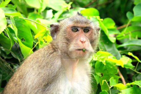 Photo for Macaque is looking at camera - Royalty Free Image