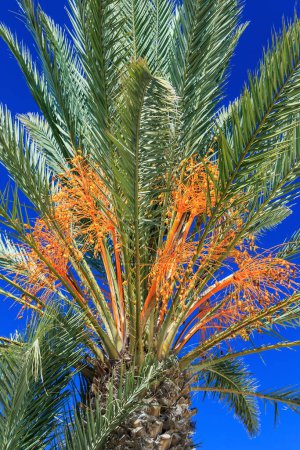 Téléchargez les photos : "palmier dattier sur fond nature - en image libre de droit