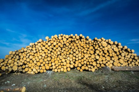 Foto de Troncos de madera cortados apilados en el suelo con fondo de cielo azul - Imagen libre de derechos