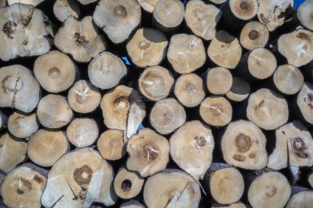 Téléchargez les photos : Grumes de bois coupé empilés à l'extérieur - en image libre de droit