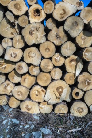 Foto de Troncos de madera cortados apilados al aire libre - Imagen libre de derechos