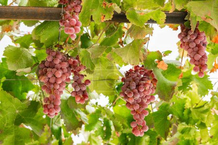 Photo for Fresh ripe red bunch of grapes - Royalty Free Image