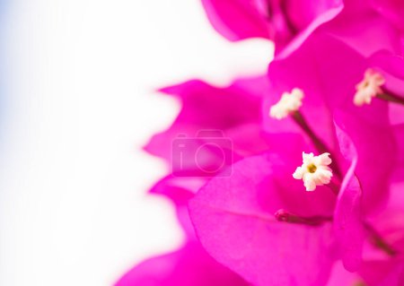Foto de Primer plano de flores de buganvillas rosadas - Imagen libre de derechos