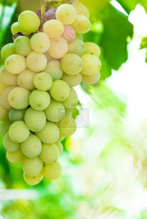 Téléchargez les photos : Raisins jaunes aux feuilles vertes suspendues à la vigne - en image libre de droit