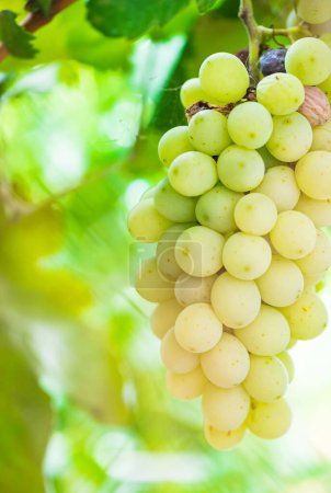 Photo for Fresh ripe yellow green bunch of grapes - Royalty Free Image