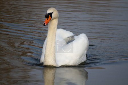 Photo for Schwan -swan bird on nature background - Royalty Free Image