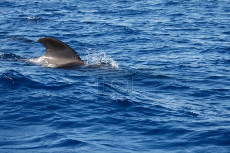 Téléchargez les photos : Dauphins nageant en mer le jour - en image libre de droit