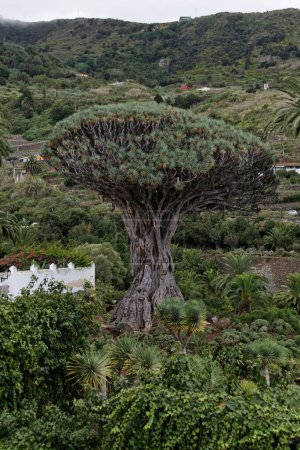 Photo for Icod De Los Vinos, Tenerife - Royalty Free Image