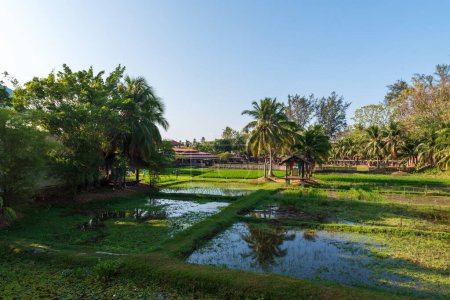 Photo for Malaysian Rice Paddy scenic view - Royalty Free Image