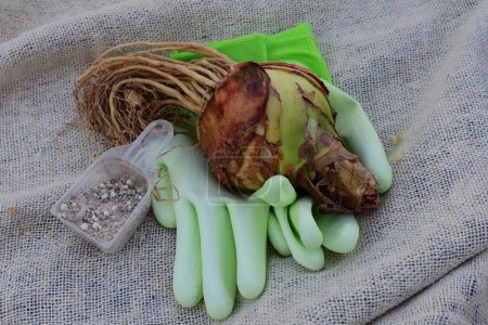 Foto de Una foto de cerca de un bulbo Amaryllis (Hippeastrum) de primera calidad, listo para ser plantado guantes de jardín y una cucharada de fertilizante bulbo - Imagen libre de derechos
