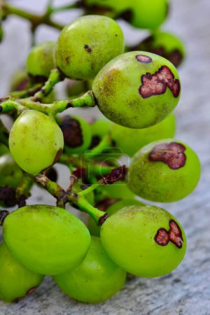Foto de Primer plano de uvas verdes con hongo - Imagen libre de derechos