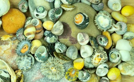 Photo for Seashells and sea stones - Royalty Free Image