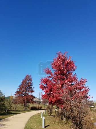 Téléchargez les photos : Feuillage rouge sur arbre avec trottoir ou sentier en ciment - en image libre de droit