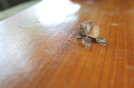 Photo for "Three snails crawl on the wood - Royalty Free Image