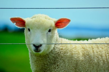 Téléchargez les photos : Portrait d'un agneau de printemps broutant librement dans un champ. Agriculture en plein air, agriculture durable. - en image libre de droit