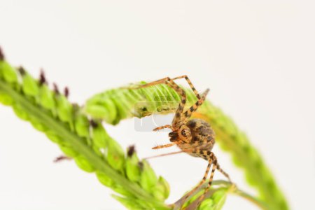 Téléchargez les photos : Gros plan d'araignée avec toile d'araignée - en image libre de droit