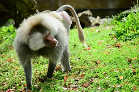 Téléchargez les photos : Hamadryas Baboon (Papio hamadryas), also referred to as Sacred Baboons. They belong to a group of monkeys found in Africa and Asia (Old World monkeys) - en image libre de droit