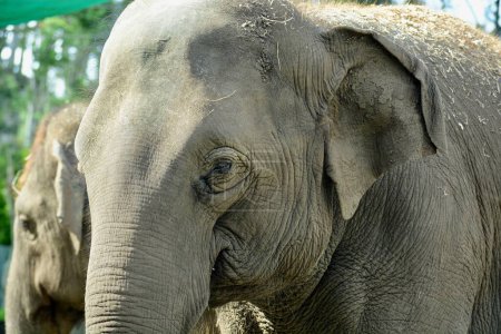 Téléchargez les photos : Portrait en gros plan d'un éléphant d'Asie (Elephas maximus) montrant la texture de la peau des animaux - en image libre de droit