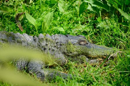 Photo for American alligator (Alligator mississippiensis), sometimes referred to colloquially as agatoror common alligator - Royalty Free Image