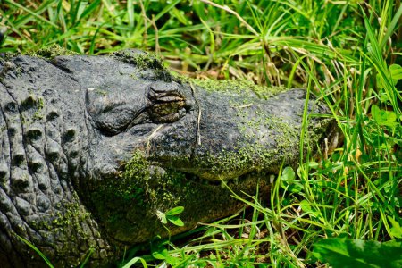 Téléchargez les photos : Alligator américain (Alligator mississippiensis), parfois appelé familièrement alligator ou alligator commun - en image libre de droit