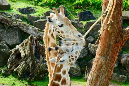 Téléchargez les photos : "Girafe (Giraffa camelopardalis) est un mammifère ongulé africain à doigts pairs, le plus grand animal terrestre vivant et le plus grand ruminant." - en image libre de droit