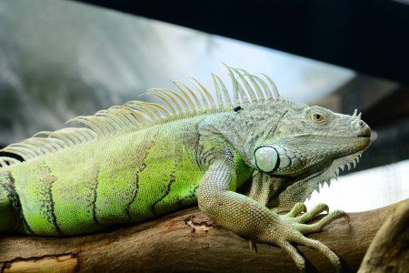 Photo for Portrait of a green iguana (Iguana iguana), also known as the American iguana. This is a large, arboreal, mostly herbivorous species of lizard of the genus Iguana. - Royalty Free Image
