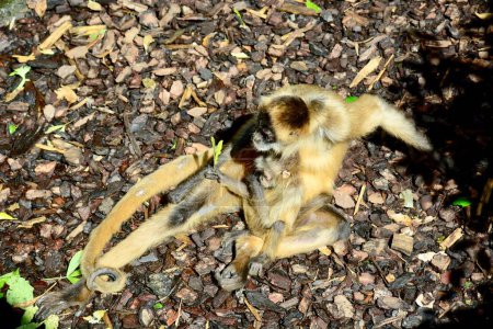Téléchargez les photos : Singe araignée (famille des Atelidae), originaire des forêts tropicales d'Amérique centrale et du Sud - en image libre de droit
