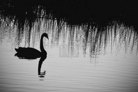 Téléchargez les photos : Silhouette d'un beau cygne en fin de soirée sur fond d'eau scintillante - en image libre de droit