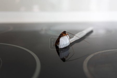 Photo for Cockroach on a toothbrush. Lack of hygiene. Terrible sanitary conditions - Royalty Free Image