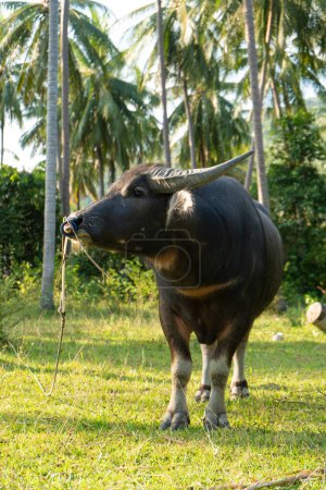 Téléchargez les photos : Un buffle avec de grandes cornes broute sur la pelouse dans une jungle tropicale verte. - en image libre de droit