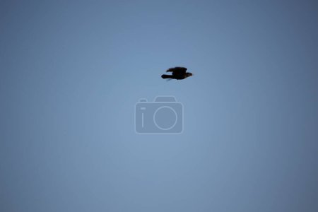 Téléchargez les photos : Chant noir muguet vole dans le ciel bleu - en image libre de droit