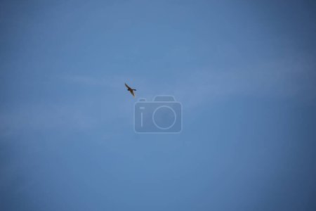 Foto de Kestrel rodea el cielo en busca de alimento - Imagen libre de derechos