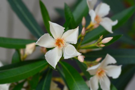 Foto de Ortiga común floreciendo en maceta - Imagen libre de derechos