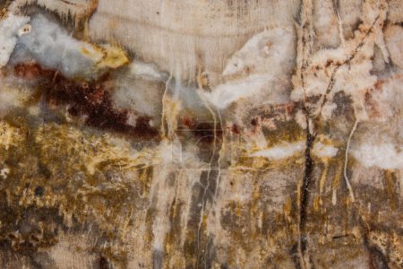 Photo for Cross section through a slice of petrified wood - Royalty Free Image